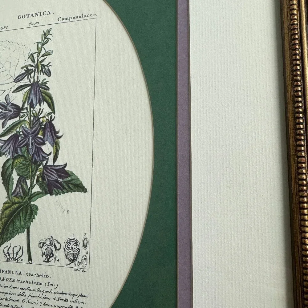 Vintage Reproduction Litho Florales Botanical Art CAMPANULA Framed